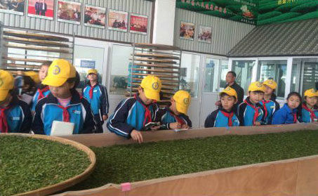 各地學(xué)生來(lái)玉環(huán)火山茶基地實(shí)地參觀體驗(yàn)玉環(huán)火山茶制作流程。